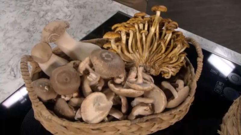 Urban Gourmet Farm mushrooms