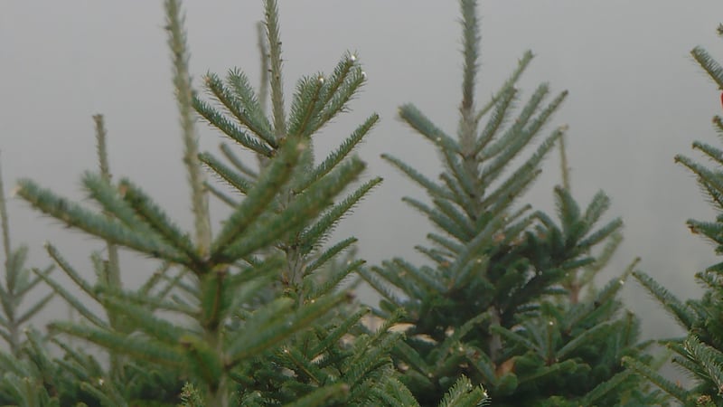 North Carolina harvests more than 3 million Christmas trees each year, generating more than...